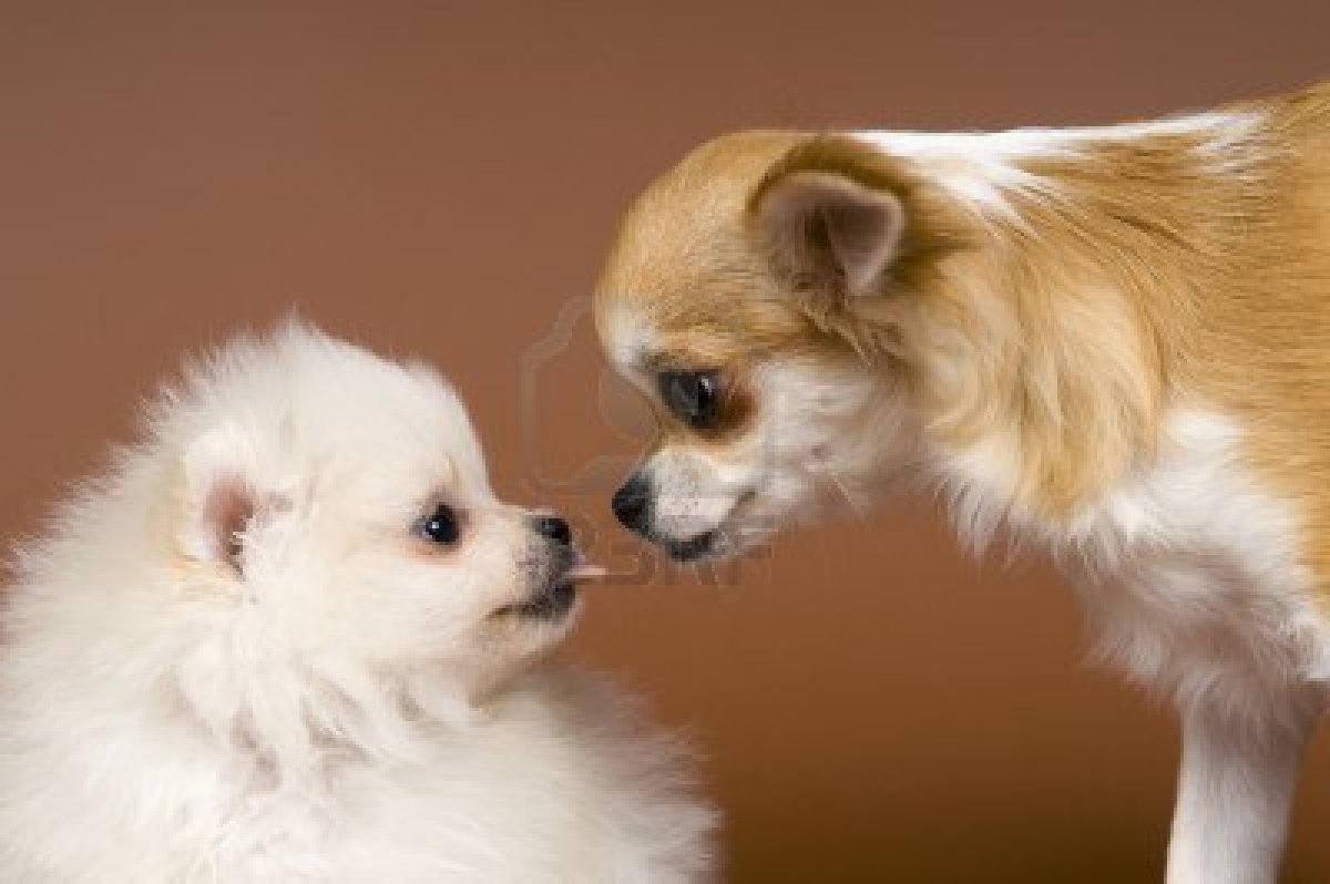 3911271-the-puppies-chihuahua-and-spitz-dog-in-studio-on-a-neutral-background